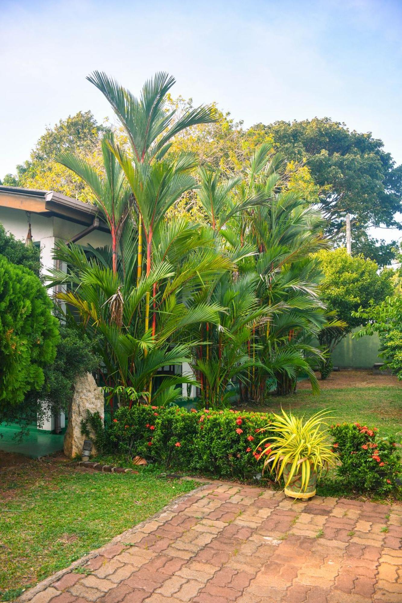 White Eagle Hotel Sigiriya Exterior photo